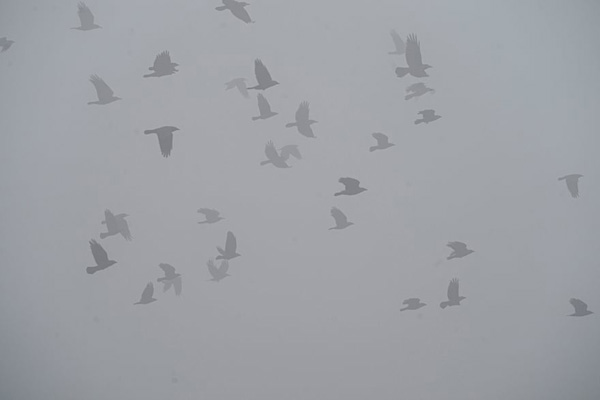 مرگ عجیب یک گونه جانوری / تمساح؛ گرفتار حلقه لاستیک شد (گزارش تصویری) مرگ عجیب یک گونه جانوری / تمساح؛ گرفتار حلقه لاستیک شد (گزارش تصویری)