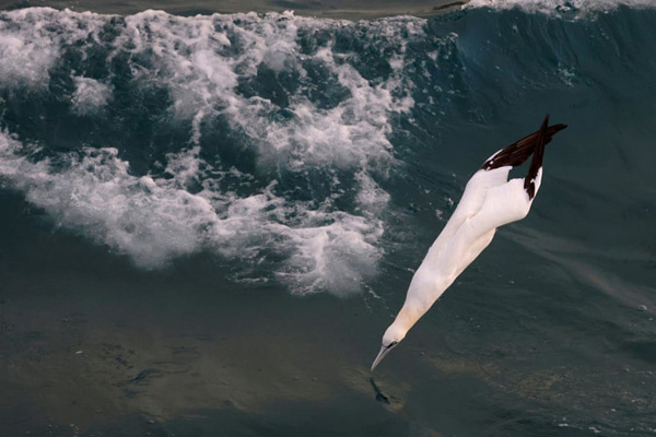 مرگ عجیب یک گونه جانوری / تمساح؛ گرفتار حلقه لاستیک شد (گزارش تصویری) مرگ عجیب یک گونه جانوری / تمساح؛ گرفتار حلقه لاستیک شد (گزارش تصویری)