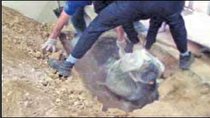  مدفون کردن برادر کف سالن پذیرایی