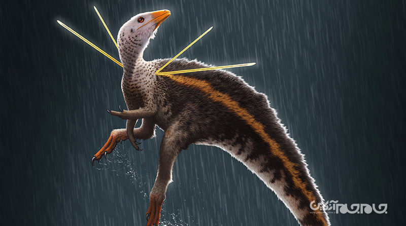 دانشمندان موفق به کشف فسیل گونه جدیدی از دایناسور با ویژگی های ظاهری منحصر به فرد شدند+عکس