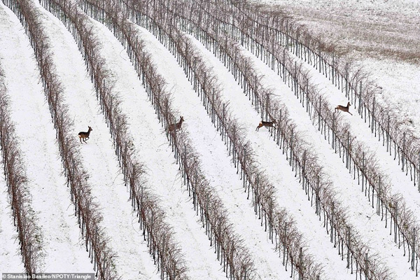 عکس های برنده مسابقه «طبیعت» در جهان (2)