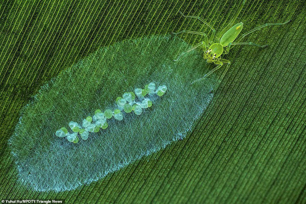 عکس های برنده مسابقه «طبیعت» در جهان (2)