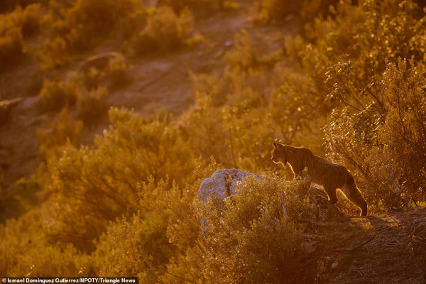 عکس های برنده مسابقه «طبیعت» در جهان (2)