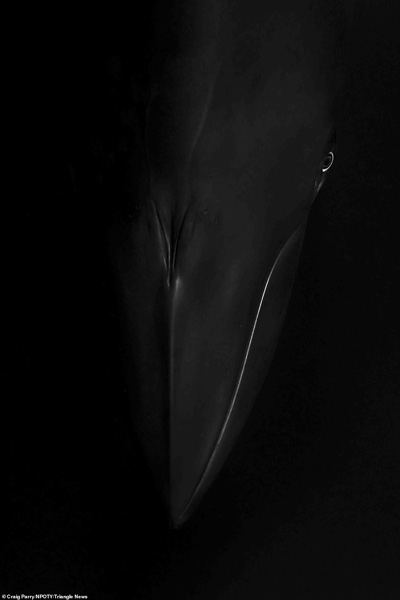 عکس های برنده مسابقه «طبیعت» در جهان (2)