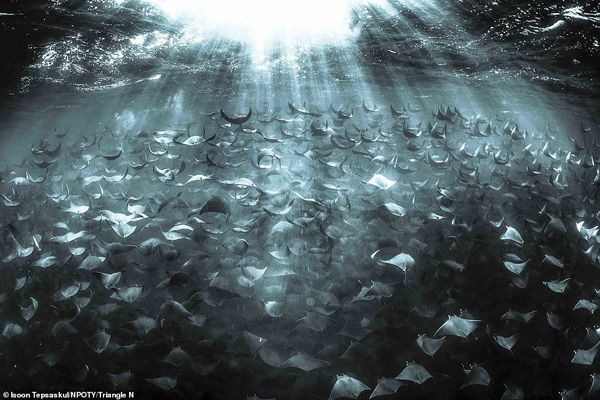 عکس های برنده مسابقه «طبیعت» در جهان (2)