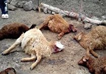 تلف شدن ۱۱ رأس دام به علت نامعلوم در اسدآباد