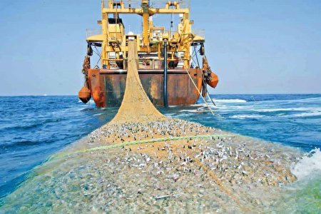 توقیف شناور غیرمجاز صید ترال در بندر جاسک توقیف شناور غیرمجاز صید ترال در بندر جاسک