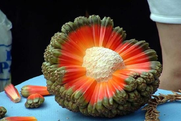 با میوه های عجیب و غریب دنیا آشنا شوید با میوه های عجیب و غریب دنیا آشنا شوید