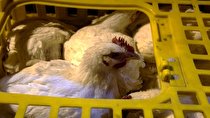 توقیف بیش از ۳ تن مرغ قاچاق در ورودی شهر ایلام