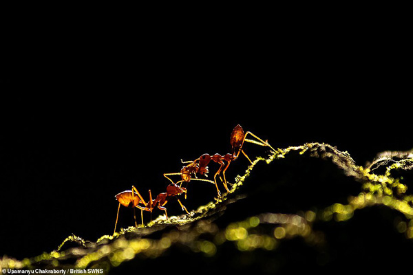خواهرکشی برای «توله دزدی» (تصاویر) خواهرکشی برای «توله دزدی» (تصاویر)