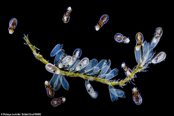 خواهرکشی برای «توله دزدی» (تصاویر) خواهرکشی برای «توله دزدی» (تصاویر)