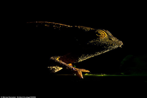 خواهرکشی برای «توله دزدی» (تصاویر) خواهرکشی برای «توله دزدی» (تصاویر)