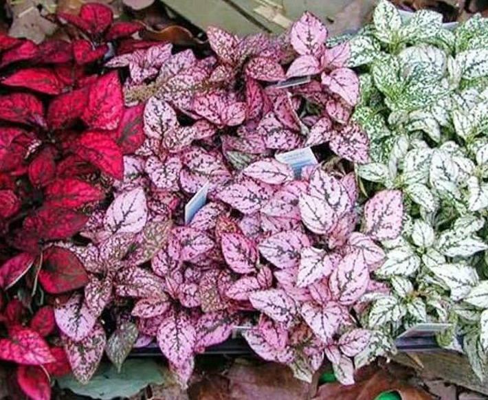 گیاه هیپوستس یا گل سنگ دارای رنگ‌ها و گونه‌های زیادی است که نگهداری از آن در آپارتمان و فضای سبز امکان پذیر است. نام علمی گل هیپوئستس Hypoestes می‌باشد. در این مقاله نحوه آبیاری، نور، خاک، دما و آفت و بیماری‌های گل سنگ را توضیح می‌دهم.