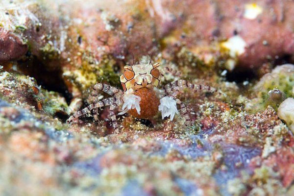 روشهای دفاعی عجیب حیوانات در مواجهه با شکارچیان (+تصاویر) روشهای دفاعی عجیب حیوانات در مواجهه با شکارچیان (+تصاویر)