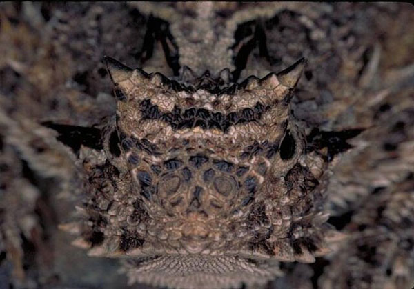 روشهای دفاعی عجیب حیوانات در مواجهه با شکارچیان (+تصاویر) روشهای دفاعی عجیب حیوانات در مواجهه با شکارچیان (+تصاویر)