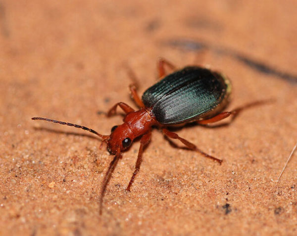 روشهای دفاعی عجیب حیوانات در مواجهه با شکارچیان (+تصاویر) روشهای دفاعی عجیب حیوانات در مواجهه با شکارچیان (+تصاویر)