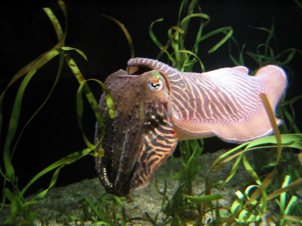 روشهای دفاعی عجیب حیوانات در مواجهه با شکارچیان (+تصاویر) روشهای دفاعی عجیب حیوانات در مواجهه با شکارچیان (+تصاویر)