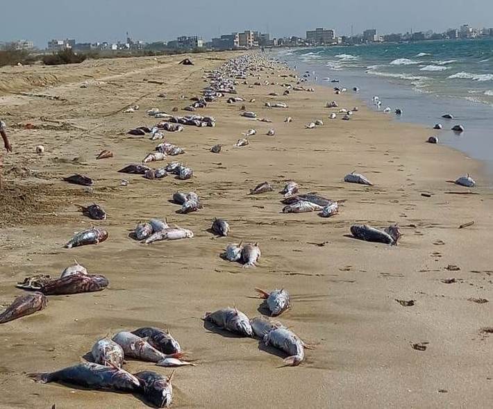 دیروز  ۱۳فروردین ۱۴۰۰،عکسهایی از لاشه های جمعی گربه ماهیان که موج انها را به ساحل اورده بود وبطول بیش از یک کیلومتر  در سواحل جاسک پراکنده شده   توسط مردم محلی  در فضای مجازی منتشر شد.