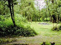 جمع آوری درختان شکسته برای پیشگیری از حریق ضروری است