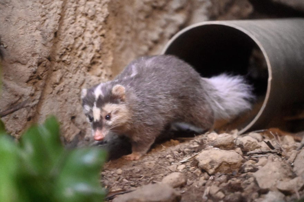 گزارش تصویری حیات وحش؛ از خشم ببر بنگال تا یک عقاب معروف گزارش تصویری حیات وحش؛ از خشم ببر بنگال تا یک عقاب معروف