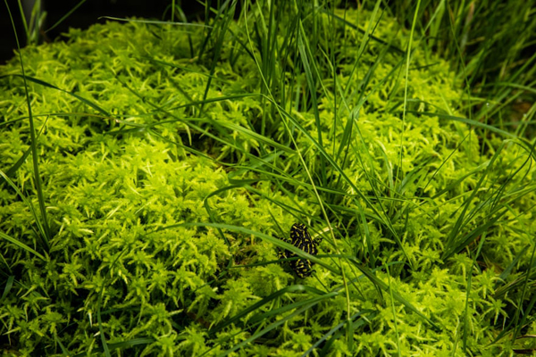 گزارش تصویری حیات وحش؛ از خشم ببر بنگال تا یک عقاب معروف گزارش تصویری حیات وحش؛ از خشم ببر بنگال تا یک عقاب معروف