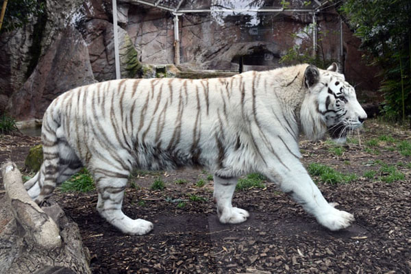 آیین خوابیدن در تابوت / زنده شدن یک مرداب (گزارش تصویری) آیین خوابیدن در تابوت / زنده شدن یک مرداب (گزارش تصویری)