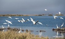 آغاز کوچ بهاره پرندگان به هرمزگان