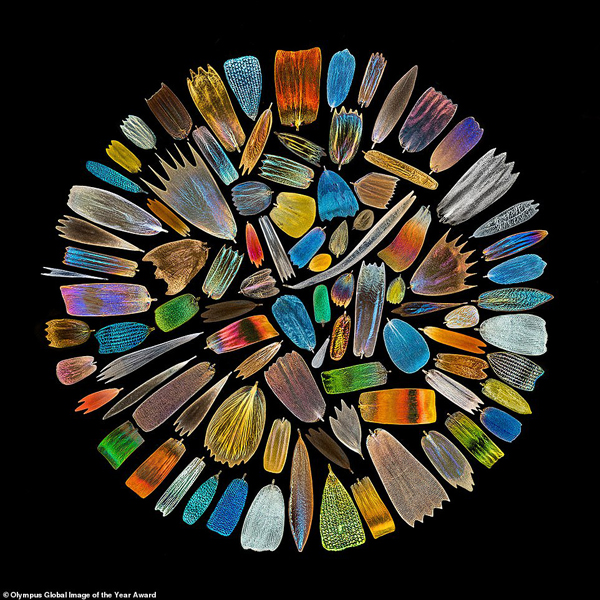 عکس های برنده جشنواره شگفت انگیز «عکاسی علمی» (گزارش تصویری) عکس های برنده جشنواره شگفت انگیز «عکاسی علمی» (گزارش تصویری)