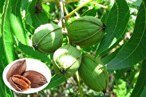 خرید بهترین نهال گردو آمریکایی و ایرانی با بهترین قیمت از گلد نهال: