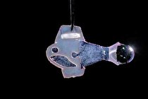 ساخت ماهی از سلول‌ های قلب انسان!