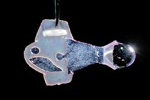 شنای قلب تپنده