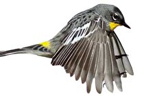 نقش میل مغناطیسی در جهت‌ یابی پرنده‌ها