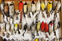 مسیر دشوار تحقیقات روی پرندگان