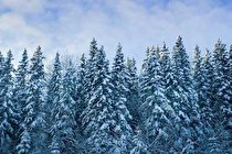 تغییرات آب‌ و هوایی سردترین جنگل زمین را به شمال منتقل می‌کند