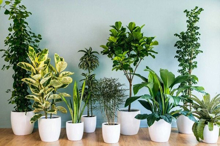 به گفته محققان انگلیسی، گیاهان آپارتمانی می توانند هوای خانه یا محل کار را تمیزتر کنند.