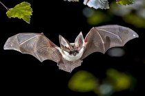 راز خفاش‌ ها در نحوه انتقال ویروس فاش شد