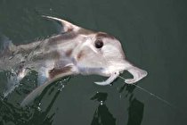 درک بهتر بدن انسان با بررسی کوسه شبح