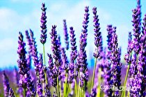 ممنوعیت برداشت گیاهان دارویی در مراتع هرمزگان