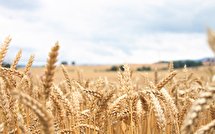 آغاز خرید تضمینی گندم در بوشهر