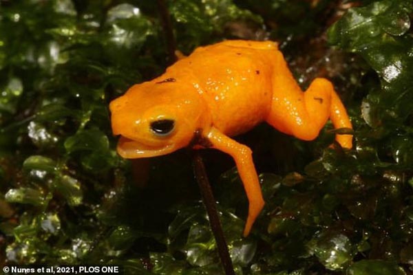 این قورباغه انسان را می کُشد / برگزاری بزرگ کنسرت در جهان (گزارش تصویری)