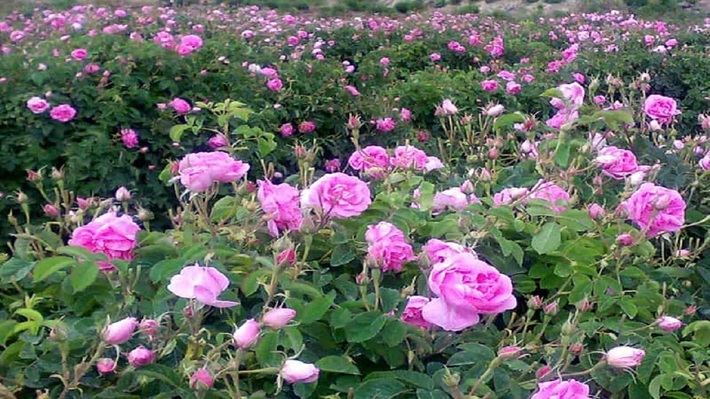 برداشت گل محمدی در ۱۳۵ هکتار از مزارع کشاورزی قزوین آغاز شده است.