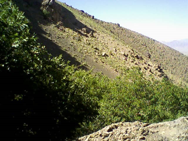 دلیل معروف بودن دشتی در خراسان رضوی به نام فادیا