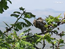 جمع آوری لانه های زمستان گذرانی آفت دم قهوه ای برگخوار بلوط در جنگلهای ارسباران