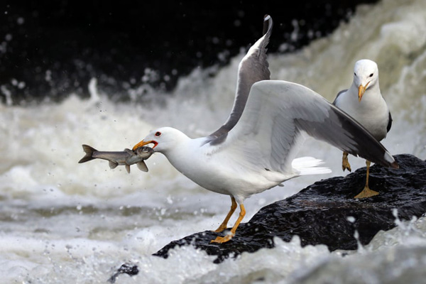 تصاویر برگزیده روز جمعه (گزارش تصویری) تصاویر برگزیده روز جمعه (گزارش تصویری)