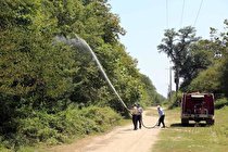 کنترل آفت شب‌پره در شمشادستان‌های غرب مازندران