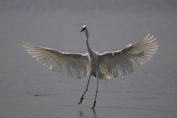 داستان یک مجسمه عظیم و تکراری / صف طویل واکسن کرونا (گزارش تصویری) داستان یک مجسمه عظیم و تکراری / صف طویل واکسن کرونا (گزارش تصویری)