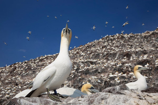 داستان یک مجسمه عظیم و تکراری / صف طویل واکسن کرونا (گزارش تصویری) داستان یک مجسمه عظیم و تکراری / صف طویل واکسن کرونا (گزارش تصویری)