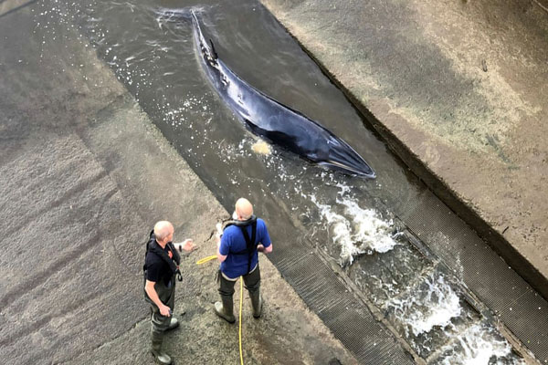 قورباغه ای به اندازه یک نوزاد انسان / دردسرهای پلنگ فراری (گزارش تصویری) قورباغه ای به اندازه یک نوزاد انسان / دردسرهای پلنگ فراری (گزارش تصویری)