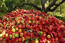 افزایش 17 درصدی صادرات سیب در سال 99