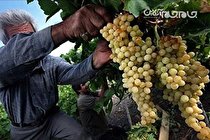 سوغاتی که بیکاری را در بناب صفر کرد/ صادرات 79 هزار تن کشمش در سال/ افزایش قیمت کود مهمترین چالش کشاورزان